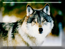 CLICK THE WOLF TO GO TO MENNO SCHOOL HOME PAGE